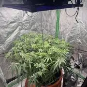 Colorado Nightshifter SCROG