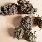 Colorado Nightshifter SCROG