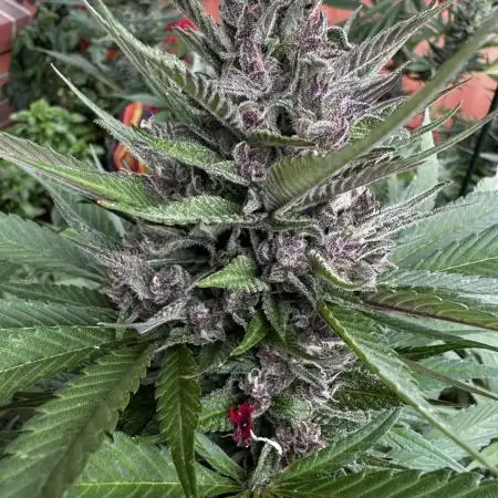 Fast Buds Outdoor 2025