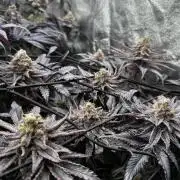 Grounded Genetics New Drops