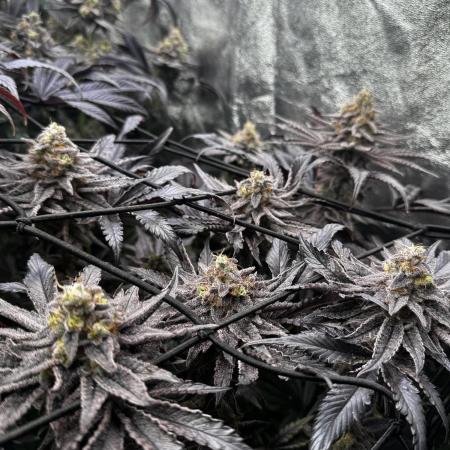 Grounded Genetics New Drops