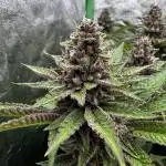 Cali strains 2025