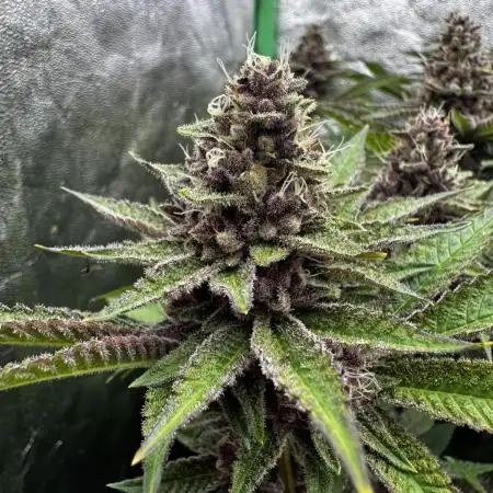 Cali strains 2025