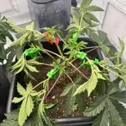 Colorado Nightshifter SCROG