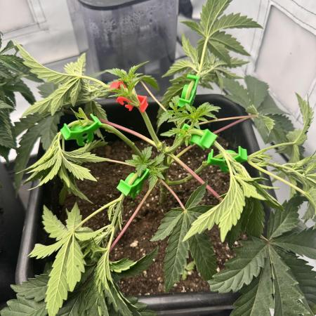 Colorado Nightshifter SCROG