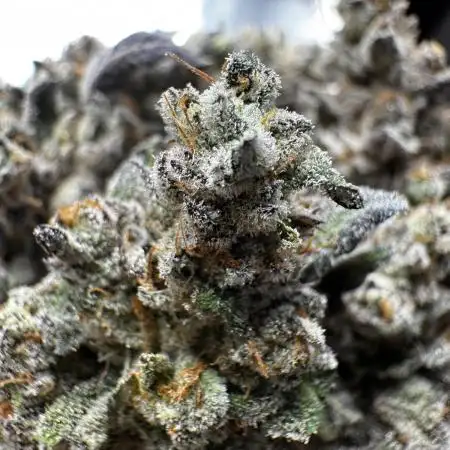 Cali strains 2025