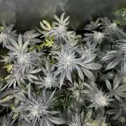 American Pie Organic Earth SCROG