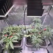 Fruity Cali Strains