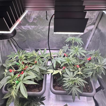 Fruity Cali Strains