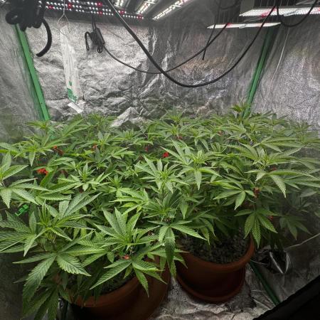 2x Cap Junky Scrog