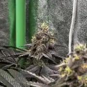 Grounded Genetics New Drops