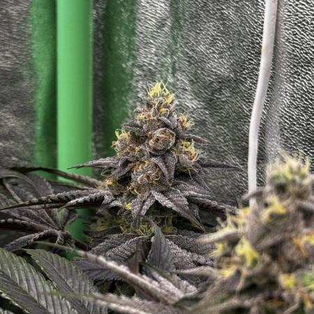 Grounded Genetics New Drops