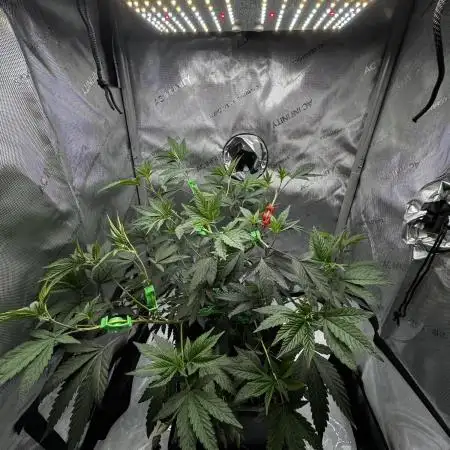 Cap Junky Cutting