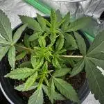 American Pie Organic Earth SCROG