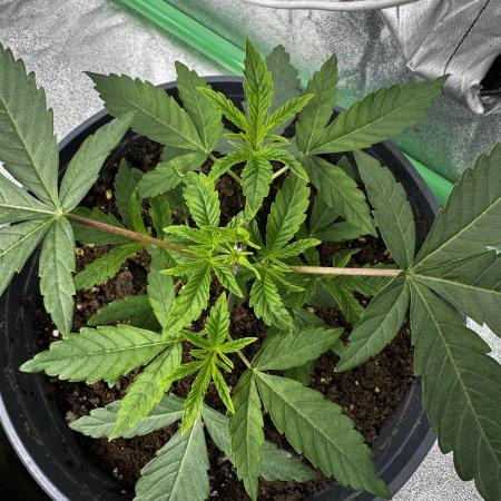 American Pie Organic Earth SCROG