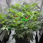 Cap Junky Cutting