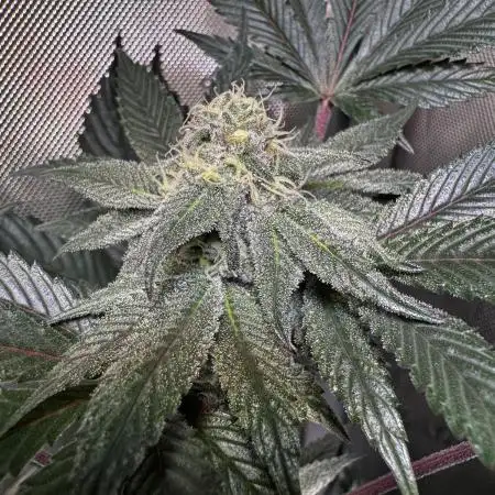 2x Dantes Cherrycana Revers