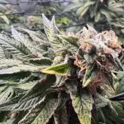 Fruity Cali Strains