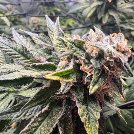 Fruity Cali Strains