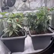 Fruity Cali Strains