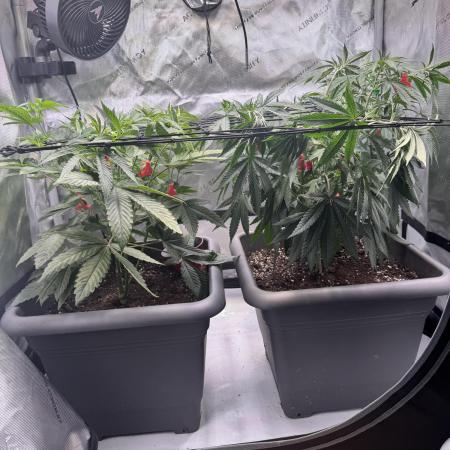 Fruity Cali Strains