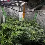 Grounded Genetics New Drops