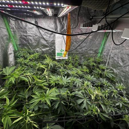 Grounded Genetics New Drops