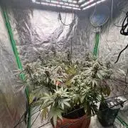 Colorado Nightshifter SCROG