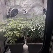 Fruity Cali Strains