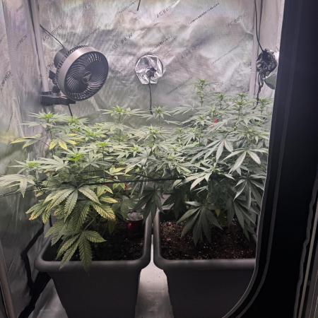 Fruity Cali Strains