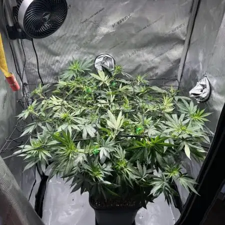 Nana Glue