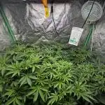 Grounded Genetics New Drops