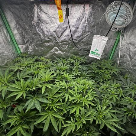 Grounded Genetics New Drops