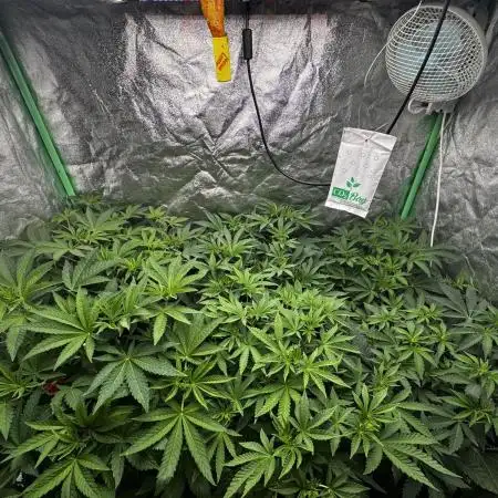 Grounded Genetics New Drops