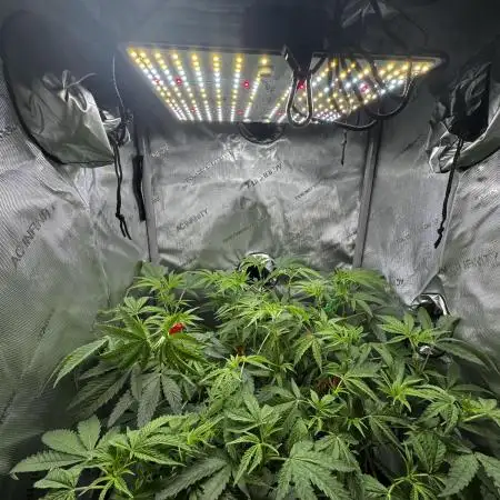 American Pie Organic Earth SCROG