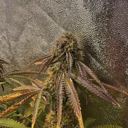 Cali strains 2025