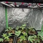 Grounded Genetics New Drops
