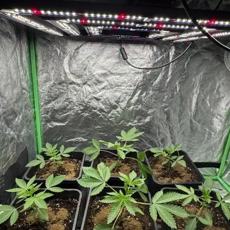 Grounded Genetics New Drops