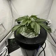 hydroponic Dante’s Cherrycana