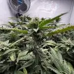 Cap Junky Cutting
