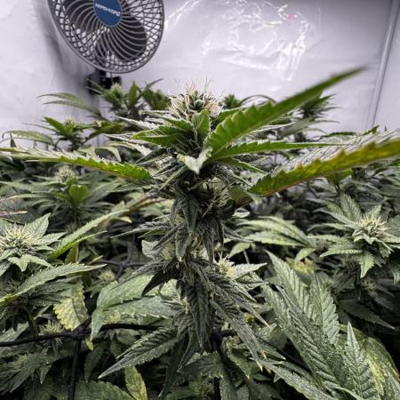 Cap Junky Cutting