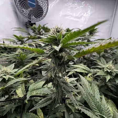 Cap Junky Cutting