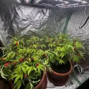 2x Cap Junky Scrog