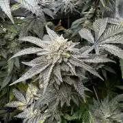 American Pie Organic Earth SCROG