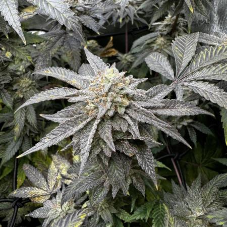 American Pie Organic Earth SCROG