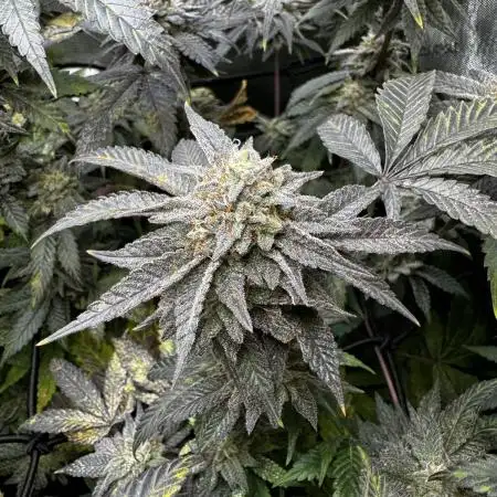 American Pie Organic Earth SCROG