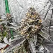 Colorado Nightshifter SCROG