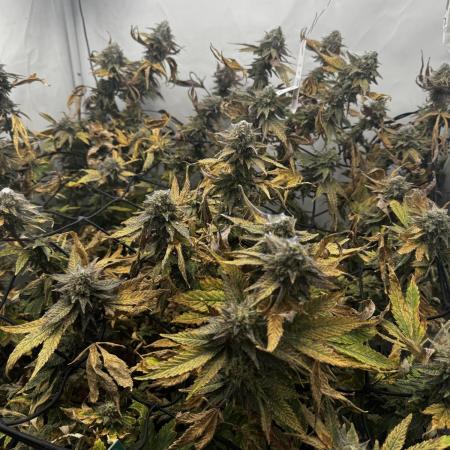 Cap Junky Cutting
