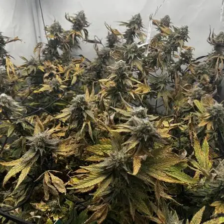 Cap Junky Cutting