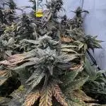 Cap Junky Cutting